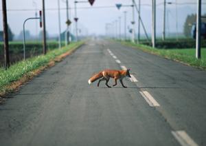 美しいボディを長持ちさせるボディカバー